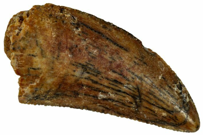 Serrated, Raptor Tooth - Real Dinosaur Tooth #295961